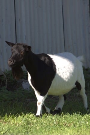 lenine-la-chèvre-enceinte
