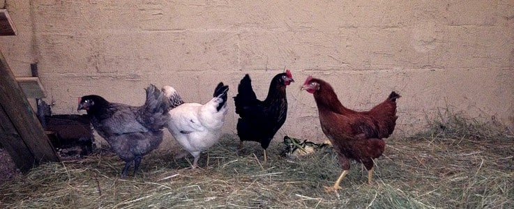 nos-quatre-poules-pondeuses